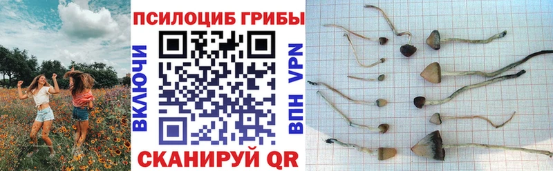 сколько стоит  Арск  Псилоцибиновые грибы мицелий 